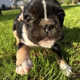 French Bulldog Puppies from Black Water Frenchies