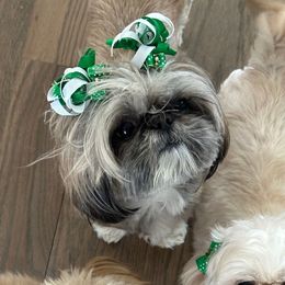 Winnie - Shih Tzu