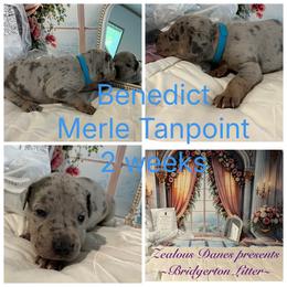 Benedict - Merle male Great Dane puppy in Logan, West Virginia from Zealous Danes