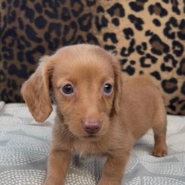 Maraschino 2,000 - Red male Dachshund puppy in Barbourville, Kentucky from The Bossy Doxie Farm