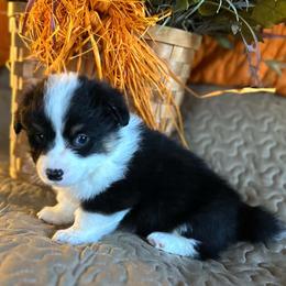 Sesame - Black and tan male Pembroke Welsh Corgi puppy in Lima, New York from Hickory Springs Corgis