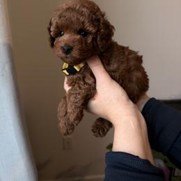 Poodle Puppies from Midwest Miniature Poodles