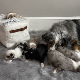 Miniature Australian Shepherd and Toy Australian Shepherd Puppies from Loyal Litters Toy Australian Shepherds
