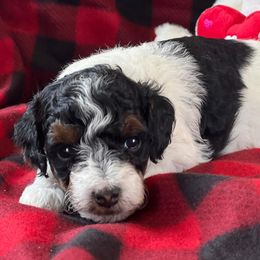 Poodle Puppies from Foxtrot Farm Poodles