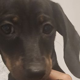 Girl 1 - Dachshund puppy from HPM
