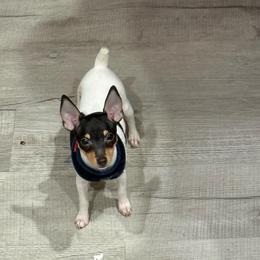 Candi - White black and tan female Toy Fox Terrier puppy in Clermont, Florida from Debbie Hiles's Toy Fox Terriers