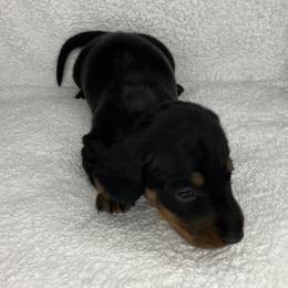 Earl - Black and tan male Dachshund puppy in Mocksville, North Carolina from The Dachs of Hazzard Dachshunds