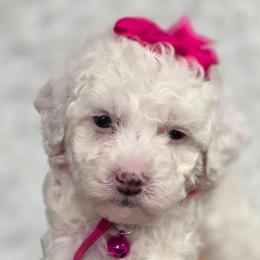 Lucy - White female Bernedoodle puppy in Vernon, Texas from Sugarland's Texas Goldendoodles