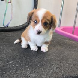 Lola - Fawn female Pembroke Welsh Corgi puppy in Fallon, Nevada from TS Dachshunds and Corgis