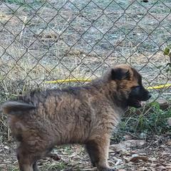 Violet - Mahogany and black female Belgian Tervuren puppy in New Braunfels, Texas from Willow's Puppies