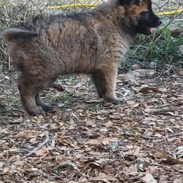 Violet - Mahogany and black female Belgian Tervuren puppy in New Braunfels, Texas from Willow's Puppies
