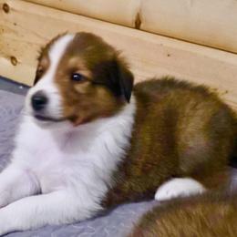 Bridger - male Scottish Collie puppy in Newcastle, Wyoming from Wykota 7K Scottish Collies