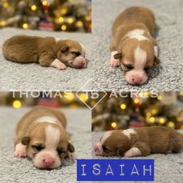 Isaiah - Fawn male Pembroke Welsh Corgi puppy in Raymond, Illinois from Thomas Acres