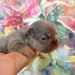 Supernova - Tricolors female French Bulldog puppy in Almo, Kentucky from Busy Bee French Bulldogs