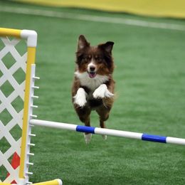 Miniature American Shepherds from Taylor Hayes's Miniature American Shepherds