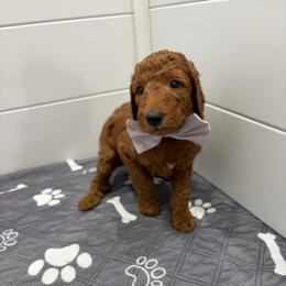 Black collar - Red  male Poodle puppy in San Benito, Texas from Irene's Poodles
