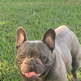 Kip - French Bulldog