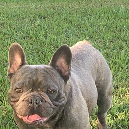 Kip - French Bulldog
