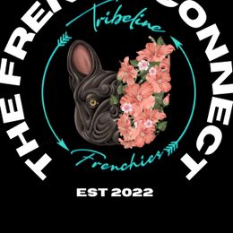 French Bulldogs from The French Connect