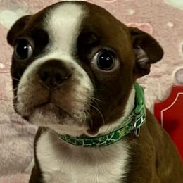 Boston Terrier Puppies from Heather's Boston Babies