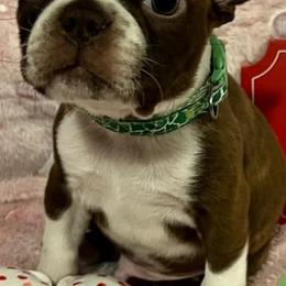 Boston Terrier Puppies from Heather's Boston Babies