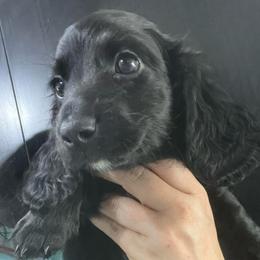 Shamu - Black female Dachshund puppy in Bigfork, Minnesota from Dachshunds Up North