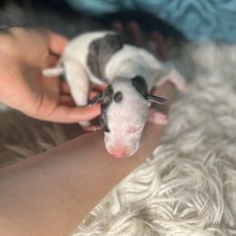 Dover - White and fawn brindle female Whippet puppy in Clinton, Tennessee from Ivanhoe Borzoi