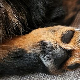 Dachshunds from Out in the BoonDachs