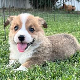 Boy 3 - White and fawn male Pembroke Welsh Corgi puppy in Honey Grove, Texas from JK Ranch Corgis