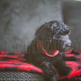 Goldendoodle Puppies from Doodle Me This Goldendoodles