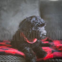 Goldendoodle Puppies from Doodle Me This Goldendoodles