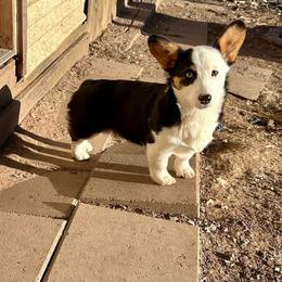 Po - Pembroke Welsh Corgi