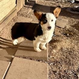Po - Pembroke Welsh Corgi