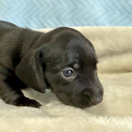 Star - Black female Dachshund puppy in Orlando, Florida from Weiner Wunderland of Central Florida