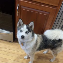 Mer - Pomsky
