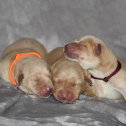 Girl 2 - Yellow female Labrador Retriever puppy in Four Oaks, North Carolina from TLC Retrievers