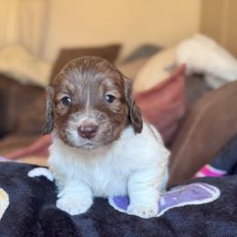 Steve - Brindle male Dachshund puppy in Hornbeck, Louisiana from A&Z Mini Dachshunds