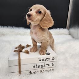 Birdie - Cream female Dachshund puppy in Smallett, Missouri from Doxie Holler