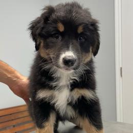 Rey - Black tri-color female Australian Shepherd puppy in Albany, Georgia from Muckalee Lane Aussies