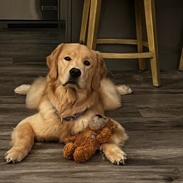 Golden Retriever Puppies from Davis Pond Goldens