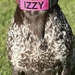 German Shorthaired Pointers from Aleshia Hissem