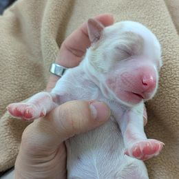 Auralie - Parti female Goldendoodle puppy in Street, Maryland from Rocks & Roses Doodles