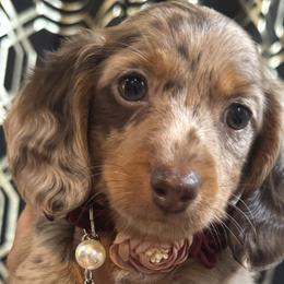 Dachshunds and English Springer Spaniels from M L Springers/ Texas Legacy Dachshunds