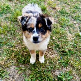 Miniature Australian Shepherds and Toy Australian Shepherds from Tribal Rose Aussies