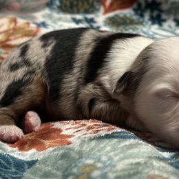 Billy - Blue merle male Toy Australian Shepherd puppy in Milton Freewater, Oregon from Sparkling Cross Toy & Mini Aussies