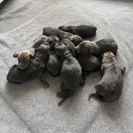 Yellow - Sable female German Shepherd puppy in Cherryville, North Carolina from Masky Kennel