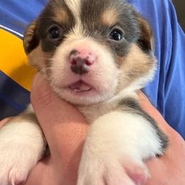 Luke - Gray and white male American Corgi puppy in Orangevale, California from Corgis of the Heart