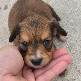 Bitty - Sable female Dachshund puppy in Harrison, Arkansas from Dachshunds on the Hill