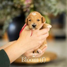 Bloom - Apricot female Goldendoodle puppy in Acton, Maine from Silver Pines Pups
