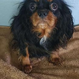 Amber - Cavalier King Charles Spaniel